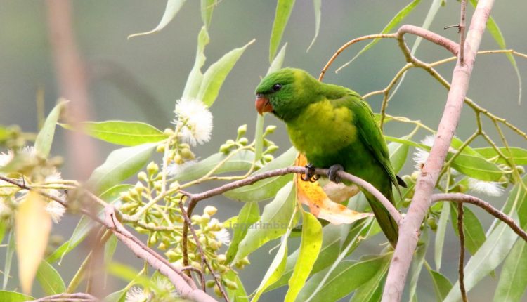 Flores Lorikeet - One of the highlights of birding in Flores