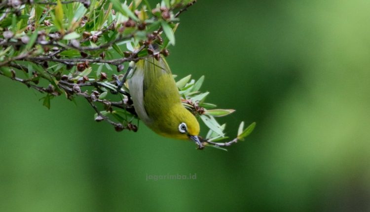Warbling White-eye at my backyard