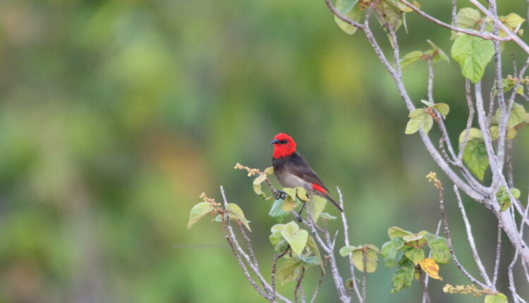 Rote Myzomela - Birding Timor, Rote, Sumba
