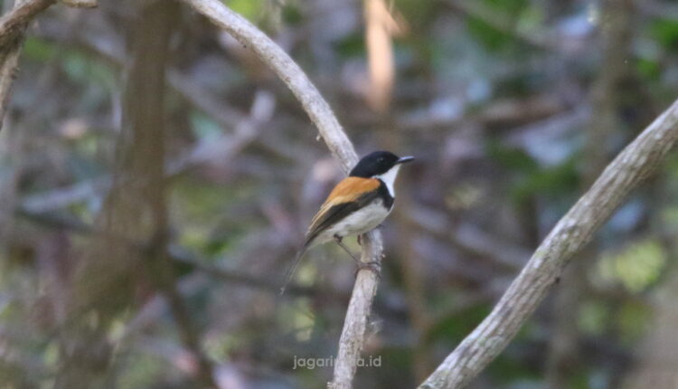 West Tmor Birdwatching