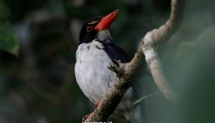Birding in Labuan Bajo