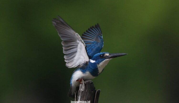 Flores Bird Photography