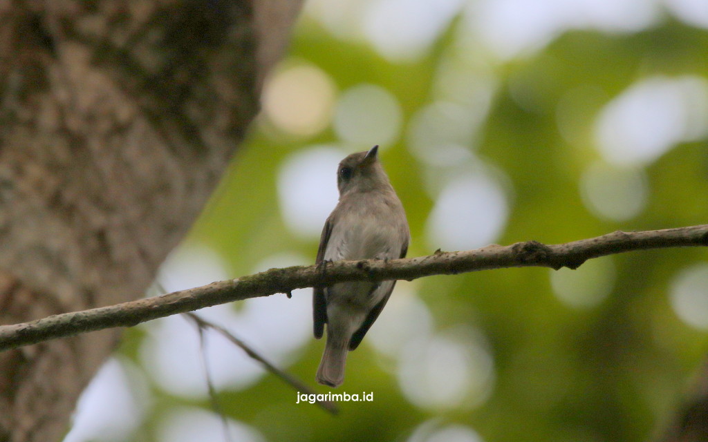 Sumba Brown Flycatcher