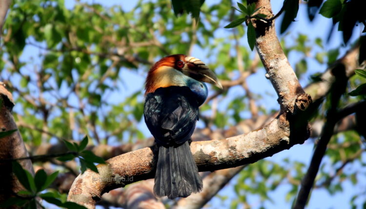Sumba Hornbill - Birding in Sumba