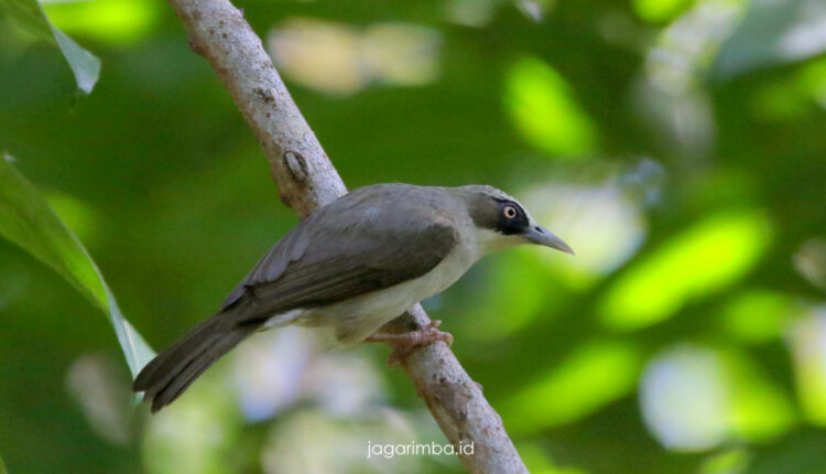 Thick-billed Heleia