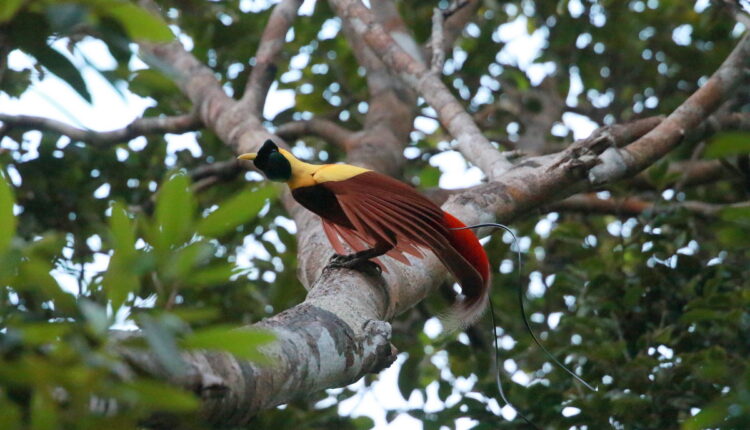 Red Bird of Paradise - West Papua Birding