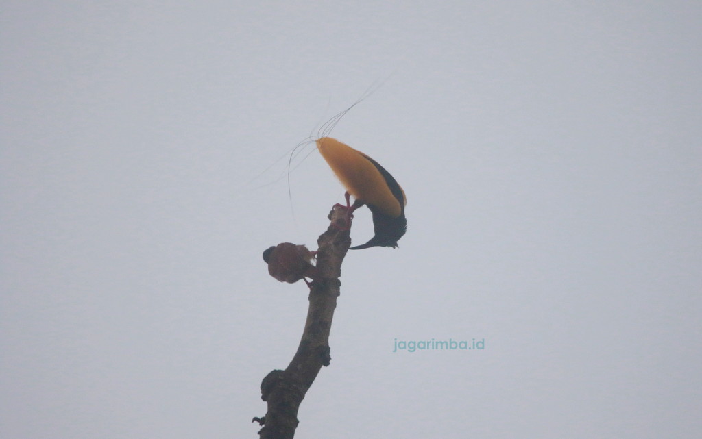 Twelve-wired Bird of Paradise