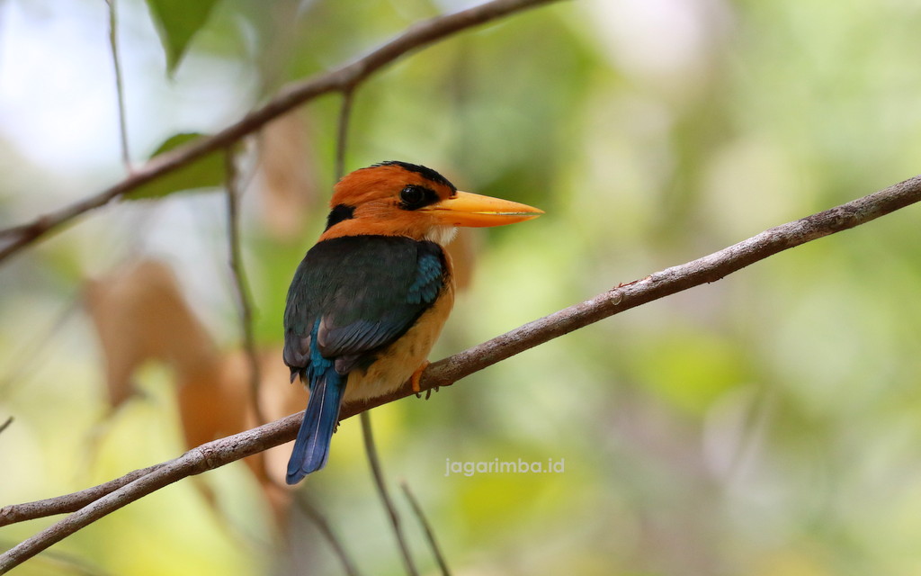 Yellow-billed Kingfisher - Waigeo - West Papua