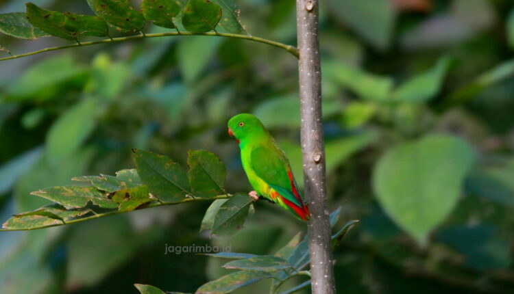 Pygmy Hanging Parrot - Sulawesi Birding