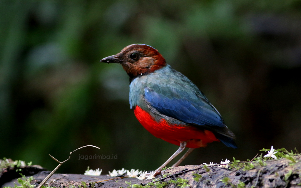 Sulawesi Pitta - Tomohon