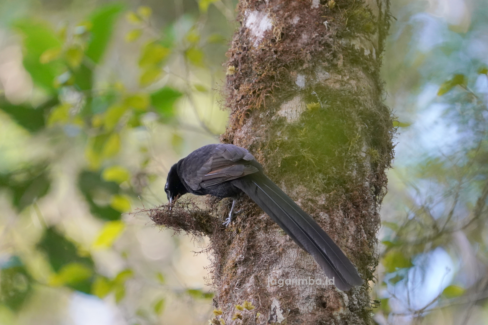 Arfak Astrapia - Astrapia nigra